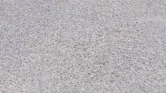 Yılanların dansı kamerada