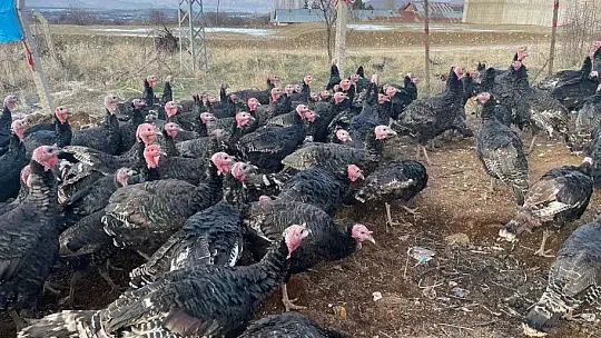 Yılbaşı öncesi yurt dışına 15 bin adet hindi gönderdi