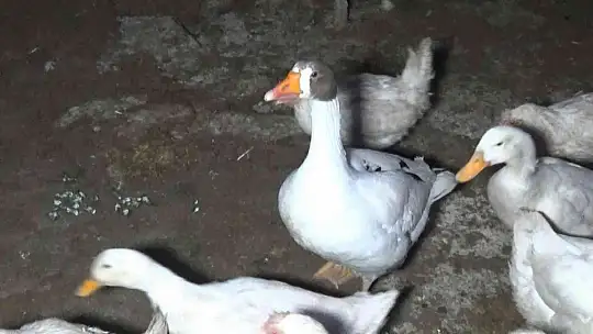 Yolda bulduğu ve 'Mamoş' ismini verdiği kazı, sahibine teslim etti