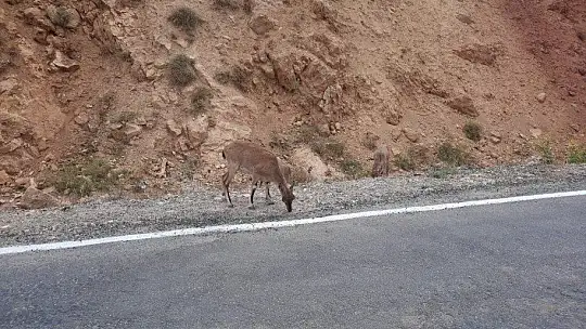 Yolda gördüğü dağ keçileri ile diyaloğu ile gündem olmuştu, o anları anlattı
