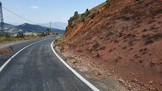 Yolda gördüğü dağ keçileri ile diyaloğu ile gündem olmuştu, o anları anlattı