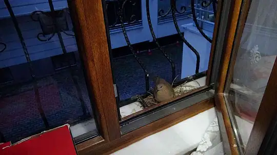 Yuva yapan kumru için bir odayı değiştirip, pencereyi iptal ettiler