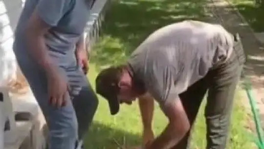 Yuvadan düşen yaralı leylek, tedavi altına alındı
