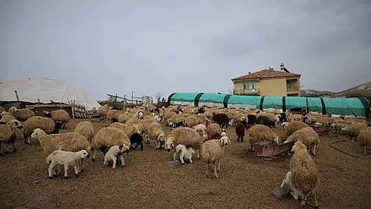 Yüzlerce kuzunun anneleriyle duygusal buluşması