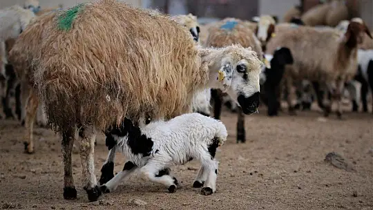 Yüzlerce kuzunun anneleriyle duygusal buluşması