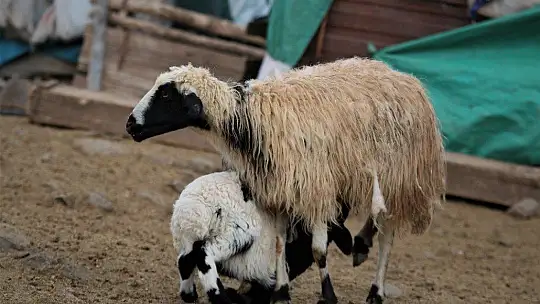 Yüzlerce kuzunun anneleriyle duygusal buluşması