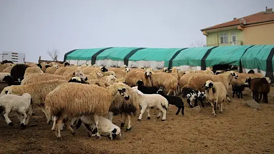 Yüzlerce kuzunun anneleriyle duygusal buluşması