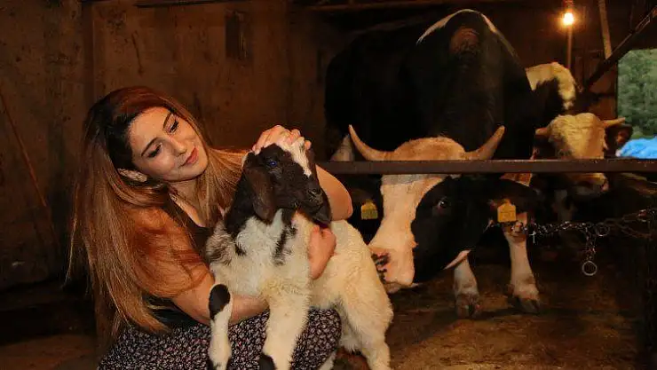 15 bin liralık düveyi alana hediye