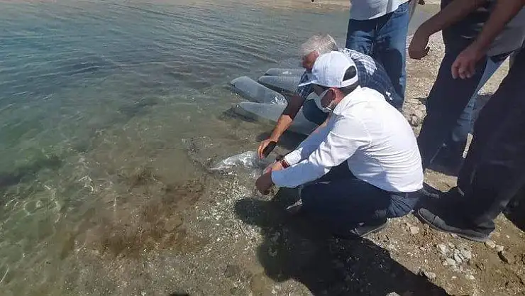 Baskil'de 300 bin sazan baraj gölüne bırakıldı