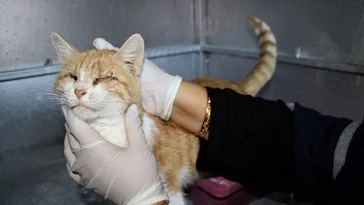 Depremde 2 kedi gözlerini kaybetti, şimdi sıcak yuva bekliyor