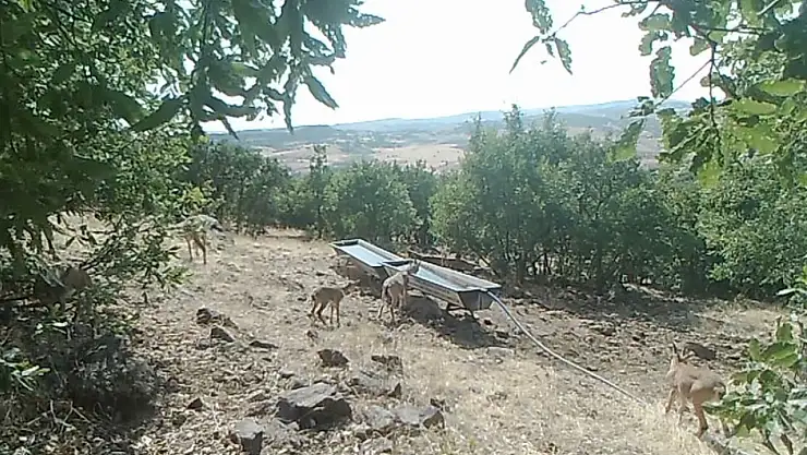 Elazığ'da dağ keçilerinin sıvatlardan su içmesi fotokapanlara yansıdı