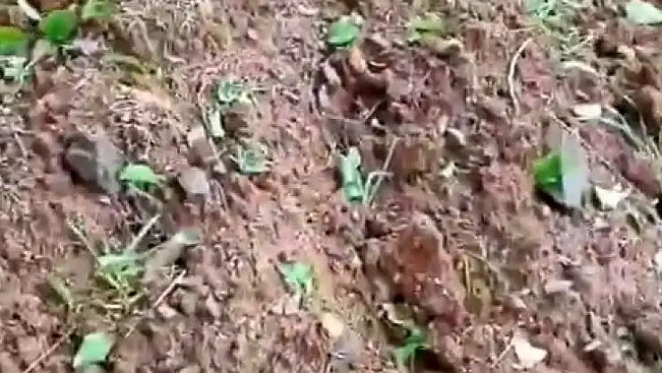 Dolu kayısıyı vurdu