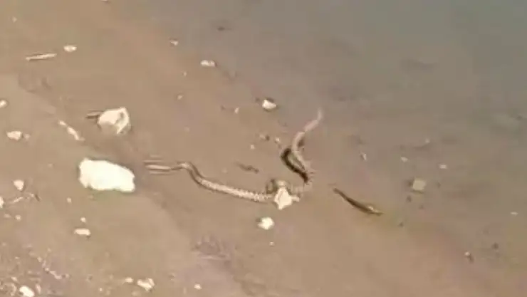 Elazığ'da yılanın balık avı kamerada