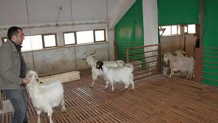 Merkezdeki Barınaklar Yenileniyor