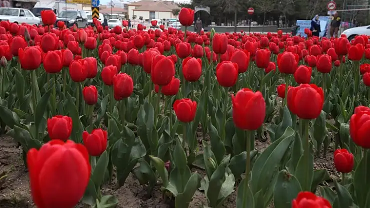Bulvarlar Rengarenk.... Elazığ'da 'Lale Devri'!