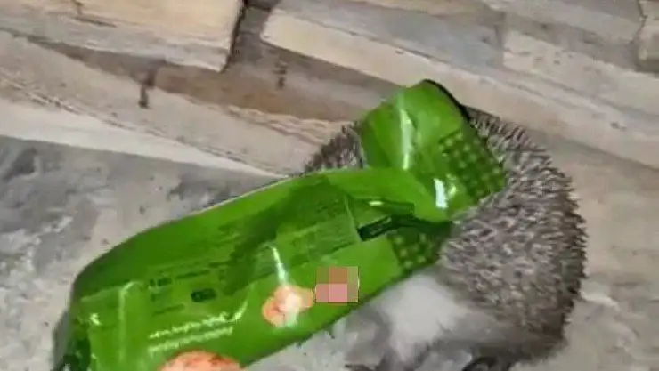 Kafasını ambalaja sıkıştıran kirpiyi duyarlı vatandaş kurtardı