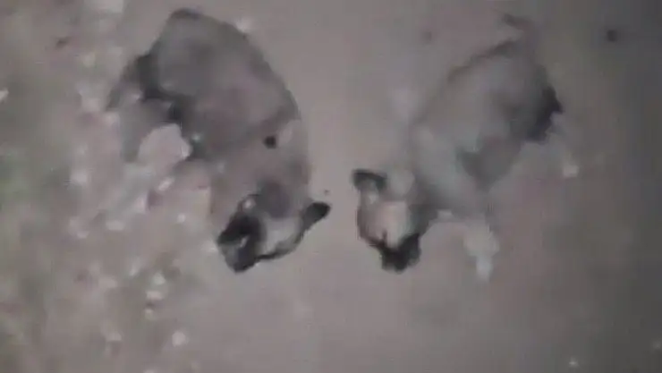Keban'da 8 yavru köpeğin öldürülmesine adli ve idari soruşturma