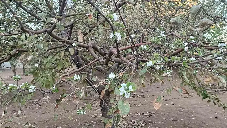 Sonbaharda ağaç çiçek açtı, görenler hayrete düştü