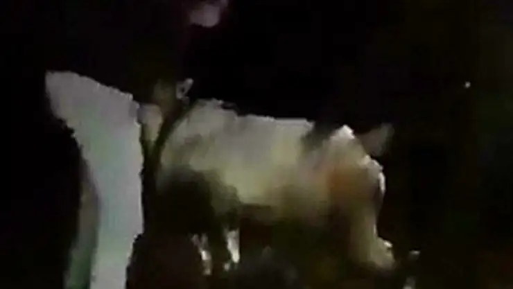 Tel örgülere takılan dağ keçisi