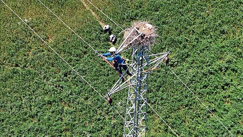 Doğu Anadolu'da hem leylekler hem de enerji güvende