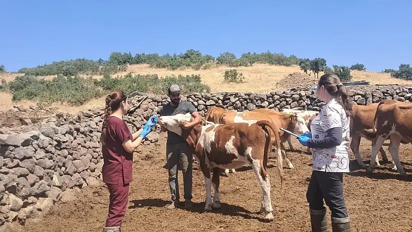 Elazığ büyükbaş hayvanlara yönelik aşılama çalışması