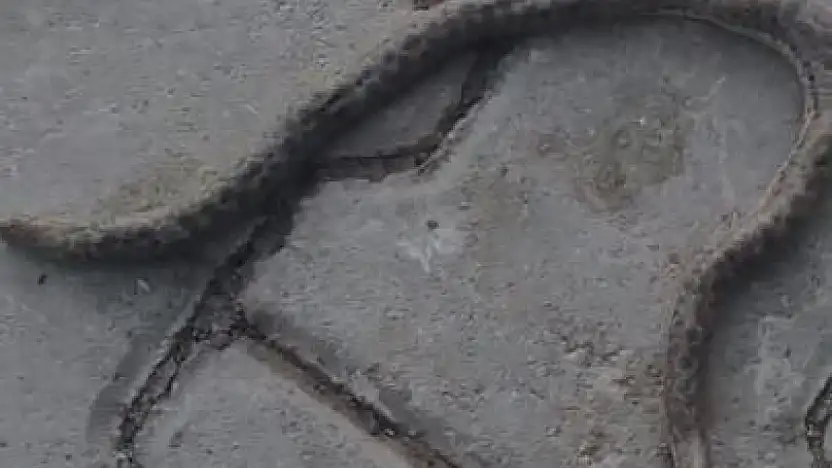 Elazığ'da çift başlı yılan tedirgin etti