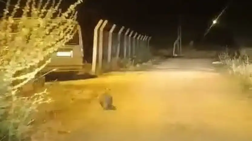 Elazığ'da kırmızı listede bulunan porsuk görüldü