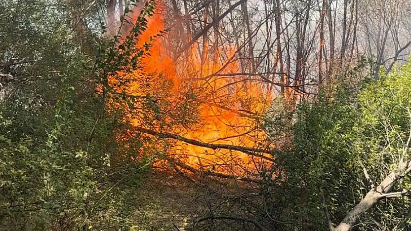 Elazığ'da otluk alanda yangın